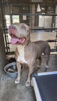 Rescue Pit Bull Terrier Dogs for Adoption in Ontario, California - Lola | PetCurious