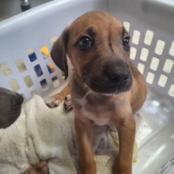 Jermaine Jackson -  Rhodesian Ridgeback and Mixed Breed Dog for Adoption in Austin, Texas - Jermaine Jackson | PetCurious