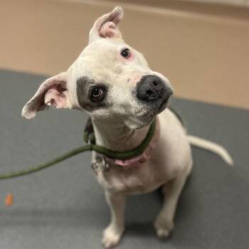 Zoey -  American Bulldog and Pit Bull Terrier Dog for Adoption in Chicago, Illinois - Zoey | PetCurious