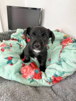 Rescue Dachshund and Terrier Dogs for Adoption in Birmingham, Michigan - Gibbs | PetCurious