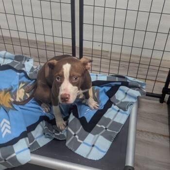 Azul -  Terrier and Mixed Breed Dog for Adoption in St. Louis, Missouri - Azul | PetCurious