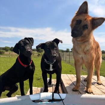 Pontoon -  Black Labrador Retriever Dog for Adoption in Spring Hill, Kansas - Pontoon | PetCurious