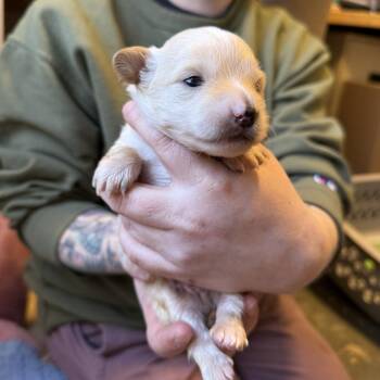 Terrier and Mixed Breed Dogs Available for Adoption in Madison, Wisconsin - Slug Bug | PetCurious