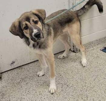 Guthrie -  Anatolian Shepherd and Mixed Breed Dog for Adoption in Kansas City, Missouri - Guthrie | PetCurious
