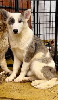 Kellin -  Australian Shepherd and Husky Dog for Adoption in Fort Lupton, Colorado - Kellin | PetCurious