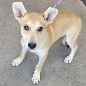 110347 -  Mixed Breed Dog for Adoption in Las Cruces, New Mexico - 110347 | PetCurious