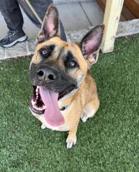 Elsa -  Shepherd Dog for Adoption in Phoenix, Oregon - Elsa | PetCurious