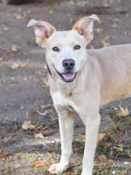Rescue Labrador Retriever Dogs for Adoption in Houston, Texas - Goose | PetCurious