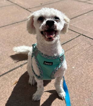 Rescue Maltese and Poodle Dogs for Adoption in Palo Alto, California - Lambie | PetCurious