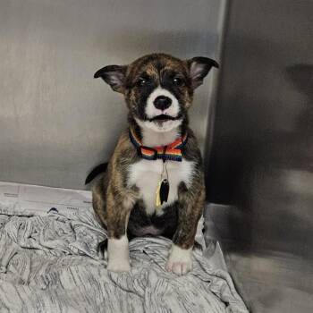 Australian Shepherd and Shiba Inu Dogs Available for Adoption in St. Louis, Missouri - POTATO SALAD | PetCurious