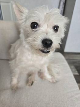 Maltese Dogs Available for Adoption in Luling, Texas - Piper  | PetCurious