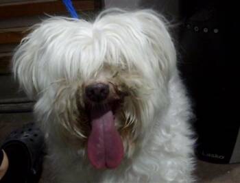 Mixed Breed Dogs Available for Adoption - SNOWBALL | PetCurious