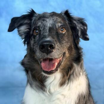 Diesel -  Australian Shepherd Dog for Adoption in Oklahoma City, Oklahoma - Diesel | PetCurious