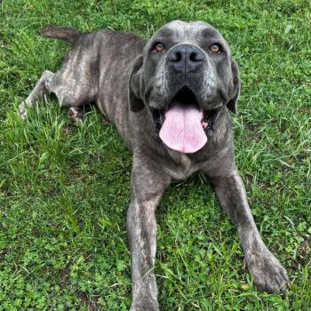 Maya -  Mixed Breed Dog for Adoption in Madison, Wisconsin - Maya | PetCurious