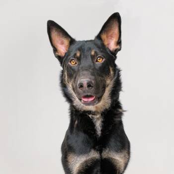 Popeye -  Shepherd Dog for Adoption in Palm Springs, California - Popeye | PetCurious