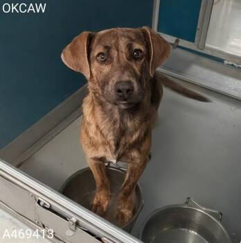 Pit Bull Terrier and Mixed Breed Dogs Available for Adoption - IHOP | PetCurious