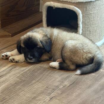 Ruthie D12540 -  German Shepherd Dog and Labrador Retriever Dog for Adoption - Ruthie D12540 | PetCurious