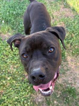 Pit Bull Terrier and Mixed Breed Dogs Available for Adoption - VLADIMIR | PetCurious