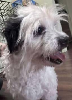 Terrier and Lhasa Apso Dogs Available for Adoption - Dusty May | PetCurious