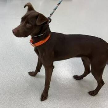 Labrador Retriever and Mixed Breed Dogs Available for Adoption in Maryville, Tennessee - Aspen | PetCurious