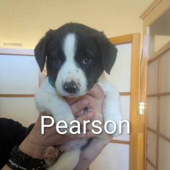 Border Collie and Labrador Retriever Dogs Available for Adoption - Pearson D11161 | PetCurious