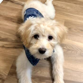 Maltese and Mixed Breed Dogs Available for Adoption in Apple Valley, California - Bailey | PetCurious