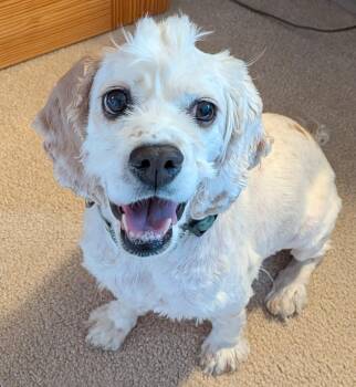 Charolais 26100 -  Cocker Spaniel Dog for Adoption in Parker, Colorado - Charolais 26100 | PetCurious