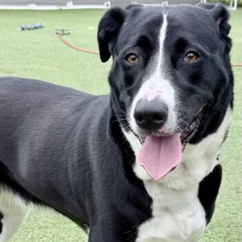 Sammy -  Labrador Retriever Dog for Adoption in Chattanooga, Tennessee - Sammy | PetCurious