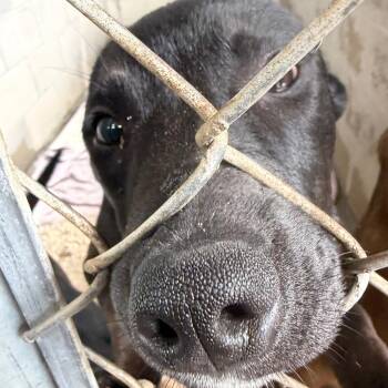 Mixed Breed Dogs Available for Adoption in Lake Panasoffkee, Florida - Obsidian | PetCurious