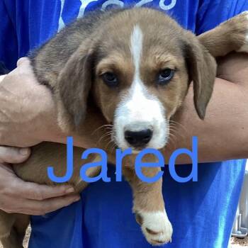 NY Jarod Avail Aug 26 (MTK Hotel Mount Kisco) -  Mixed Breed Dog for Adoption in Stormville, New York - NY Jarod Avail Aug 26 (MTK Hotel Mount Kisco) | PetCurious