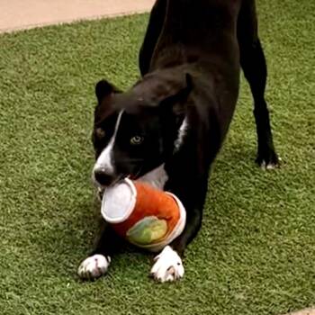Simone -  Border Collie and Mixed Breed Dog for Adoption in Norman, Oklahoma - Simone | PetCurious
