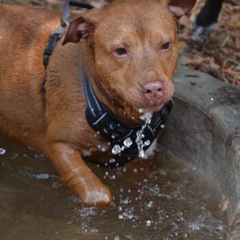 Mixed Breed Dogs Available for Adoption - Bo | PetCurious