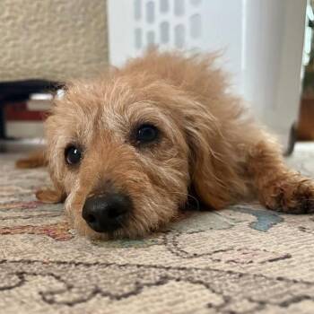 Mixed Breed Dogs Available for Adoption in Fredericksburg, Virginia - Flea Biscuit | PetCurious