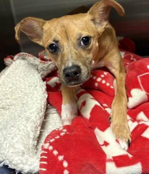 Hazel Honey -  Chihuahua and Mixed Breed Dog for Adoption in Atlanta, Georgia - Hazel Honey | PetCurious