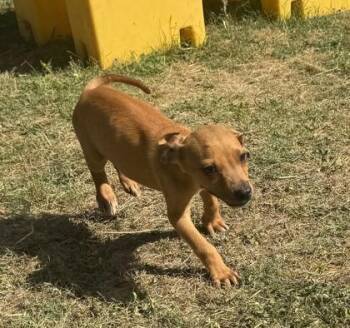 Hound and Mixed Breed Dogs Available for Adoption in Conway, South Carolina - Clumsy Smurf | PetCurious