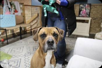 Boxer Dogs Available for Adoption - Brawny | PetCurious