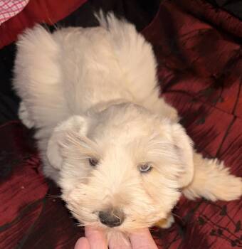 Miniature Schnauzer Dogs Available for Sale - Snowman | PetCurious