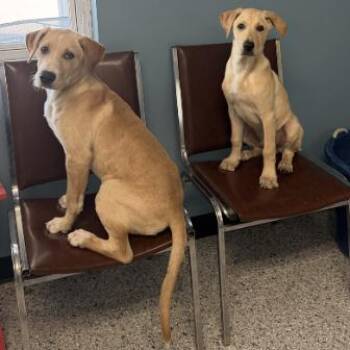Magpie -  Mixed Breed Dog for Adoption in Edwardsville, Illinois - Magpie | PetCurious
