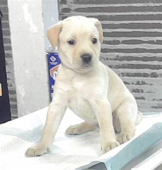 Rescue Labrador Retriever and Mixed Breed Dogs for Adoption in Houston, Texas - A2043151 | PetCurious