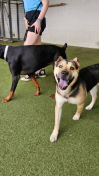 Rescue German Shepherd Dog Dogs for Adoption in Dallas, Texas - Chiba (New Digs) | PetCurious