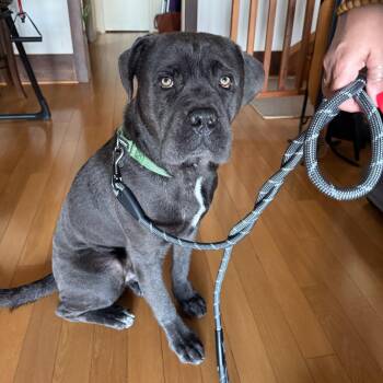 Rescue Mastiff Dogs for Adoption in Santa Monica, California - Herbie | PetCurious