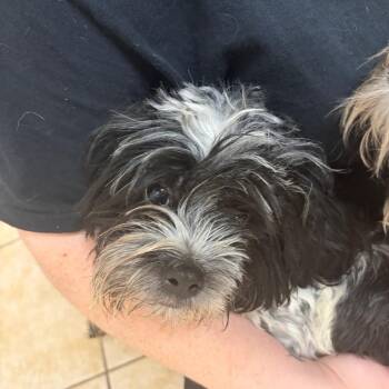 Shih Tzu Dogs Available for Adoption in Pekin, Illinois - Stripe | PetCurious