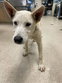 Rescue German Shepherd Dog and Mixed Breed Dogs for Adoption in Riverside, California - BERT | PetCurious