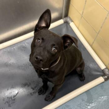 Labrador Retriever Dogs Available for Adoption - Bellina | PetCurious