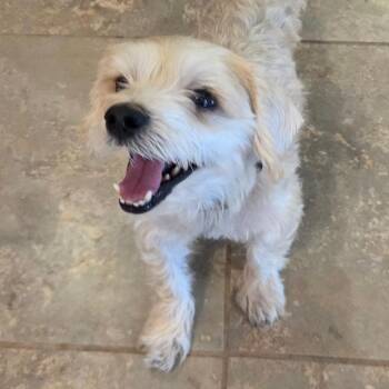 Rusty -  Mixed Breed Dog for Adoption in Park City, Utah - Rusty | PetCurious
