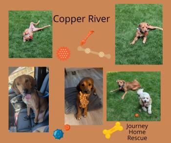 Copper River -  Hound and Labrador Retriever Dog for Adoption in East Wenatchee, Washington - Copper River | PetCurious