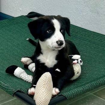 Dottie -  Mixed Breed Dog Available for Adoption in Poplar Bluff, Missouri - Dottie | PetCurious