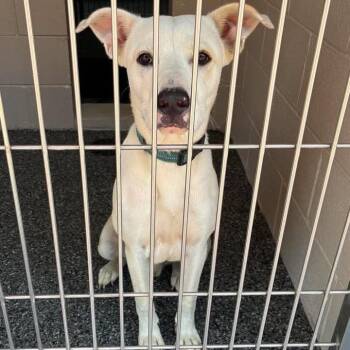 Spot -  Yellow Labrador Retriever and Mixed Breed Dog for Adoption in Buchanan Dam, Texas - Spot | PetCurious
