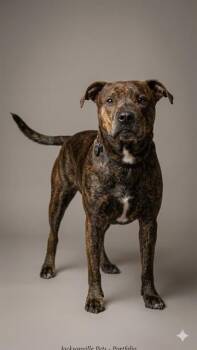 Mixed Breed Dogs Available for Adoption - DUTCH | PetCurious