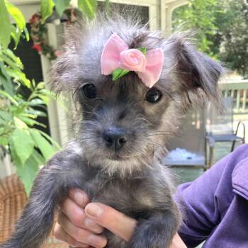Sasha -  Shih Tzu and Terrier Dog for Adoption in Conroe, Texas - Sasha | PetCurious